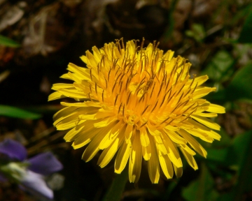 CMR  DANDELION APPARTMENTS @KEL